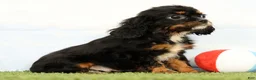 Cavalier King Charles Spaniel dogs for sale: Nina - Ad 3
