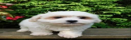 Teddy Bear dogs for sale: Fluffy  - Ad 5
