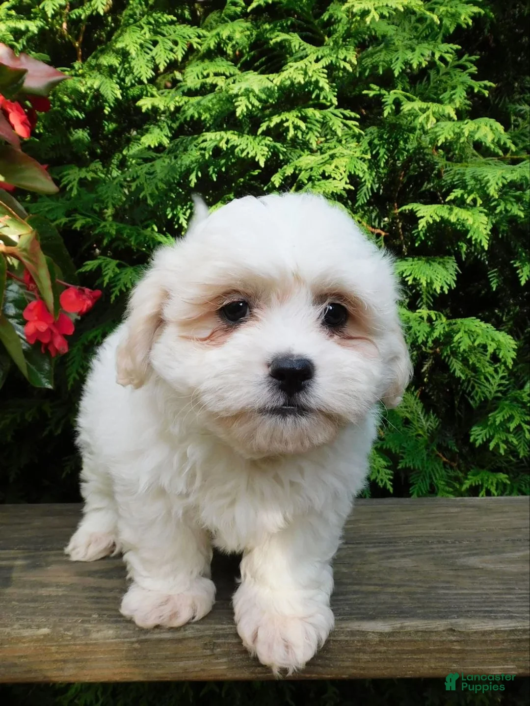 Teddy Bear dogs for sale: Fluffy  - Ad 5