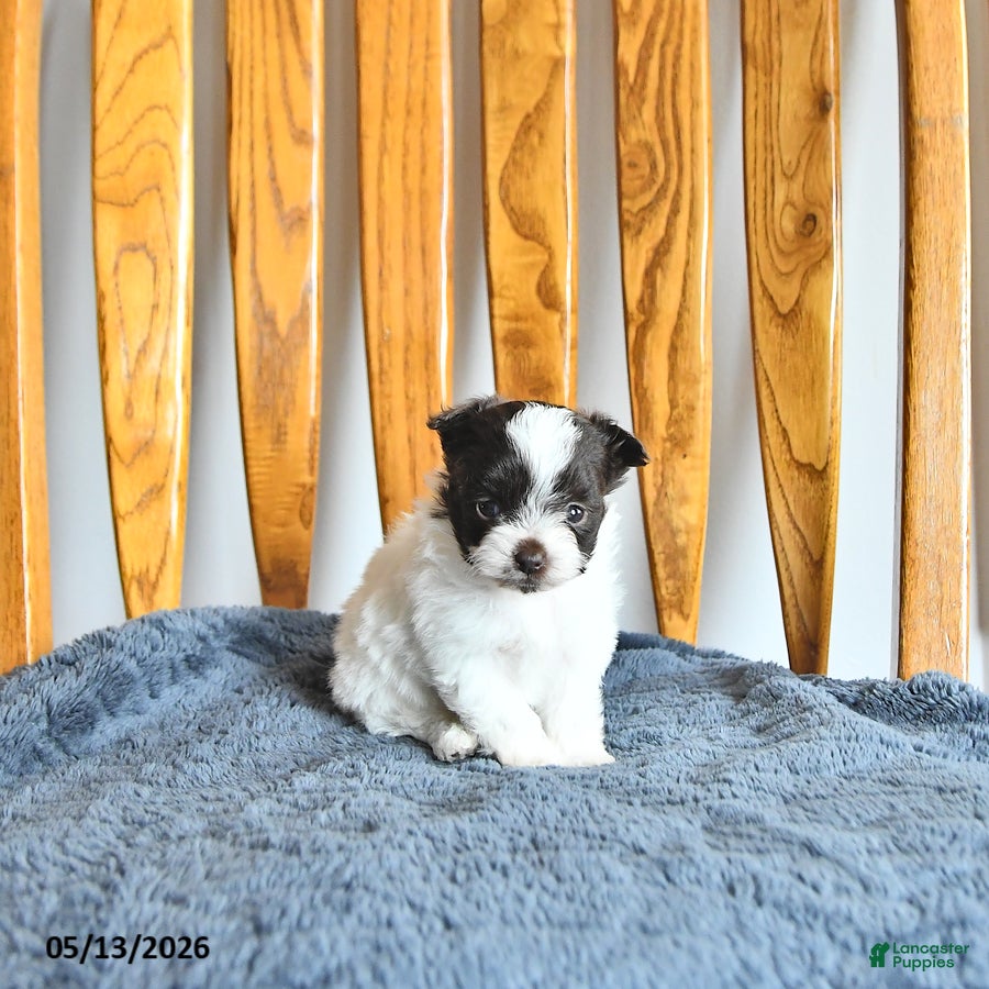 Pomapoo dogs Lucy - Ad 2