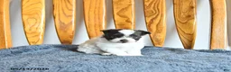 Pomapoo dogs for sale: Lucy - Ad 2