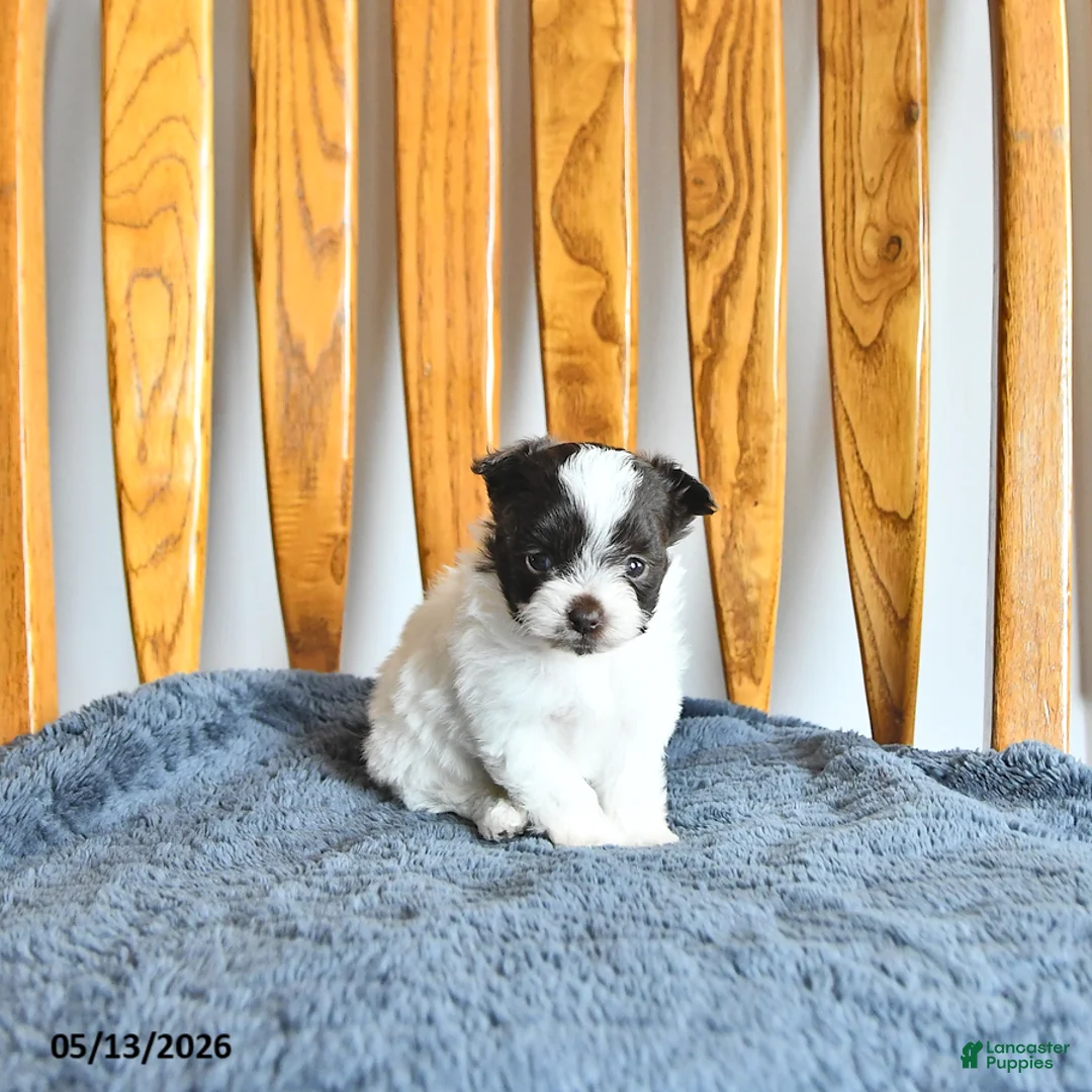 Pomapoo dogs for sale: Lucy - Ad 2