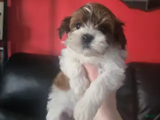 Havanese dogs Havanese Puppy 1 - Ad 4