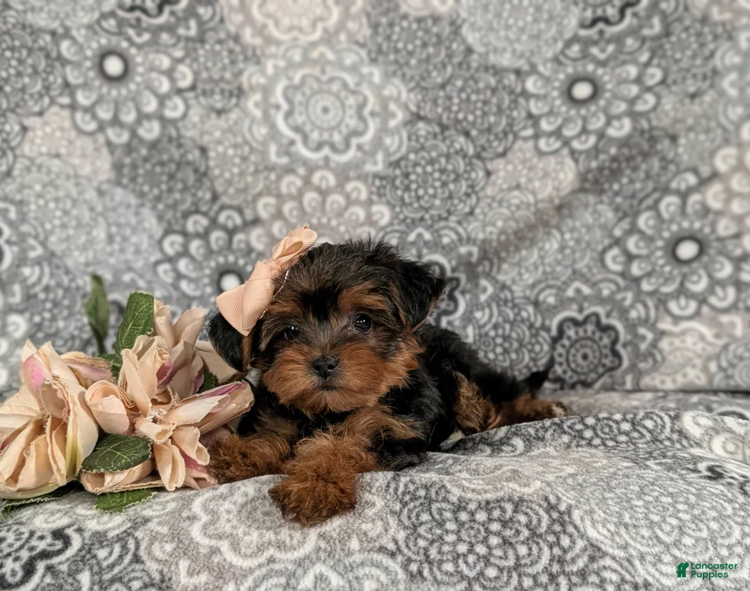 Yorkiepoo dogs for sale: Gabrielle 6 lbs Full Grown - Ad 5