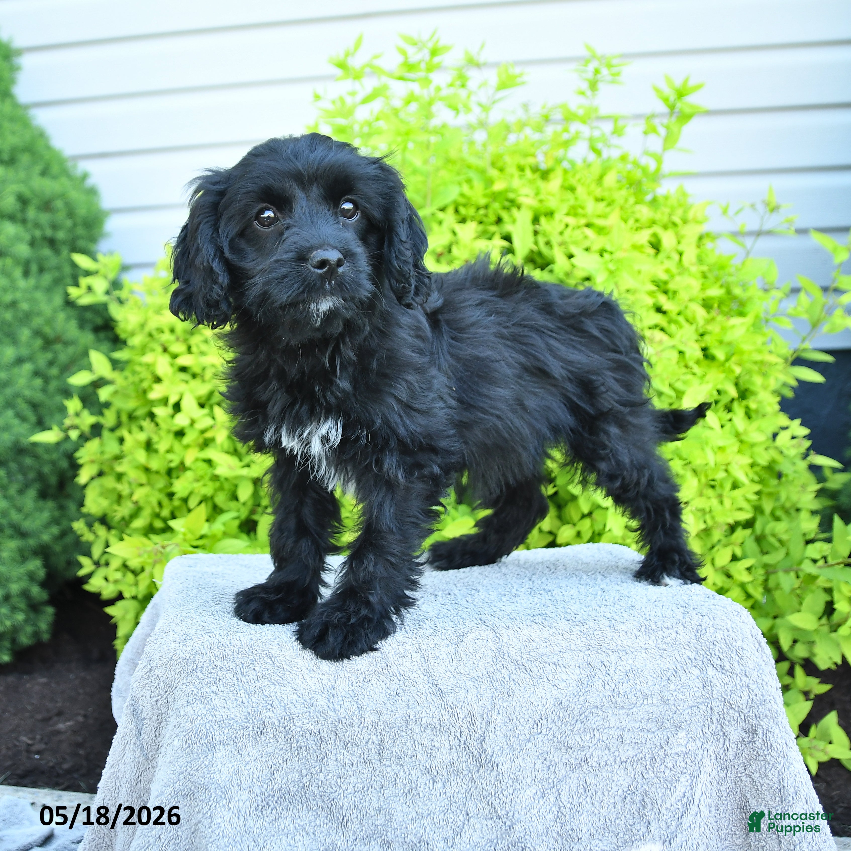 Cavapoo dogs Molly - Ad 1