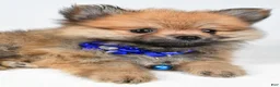 Pomeranian dogs for sale: Flower - Ad 4
