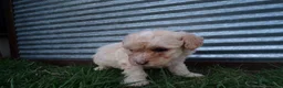 Toy Poodle dogs for sale: Rosy - Ad 2