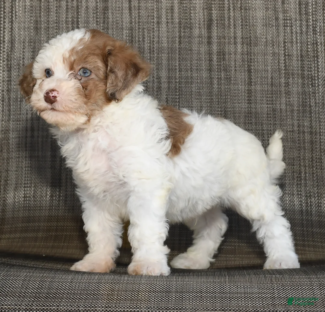 Havapoo dogs for sale: Chester - Ad 8