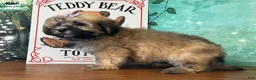 Teddy Bear dogs for sale: Ellie - Ad 3