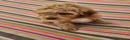 Mini Goldendoodle dogs for sale: Alice - Ad 10