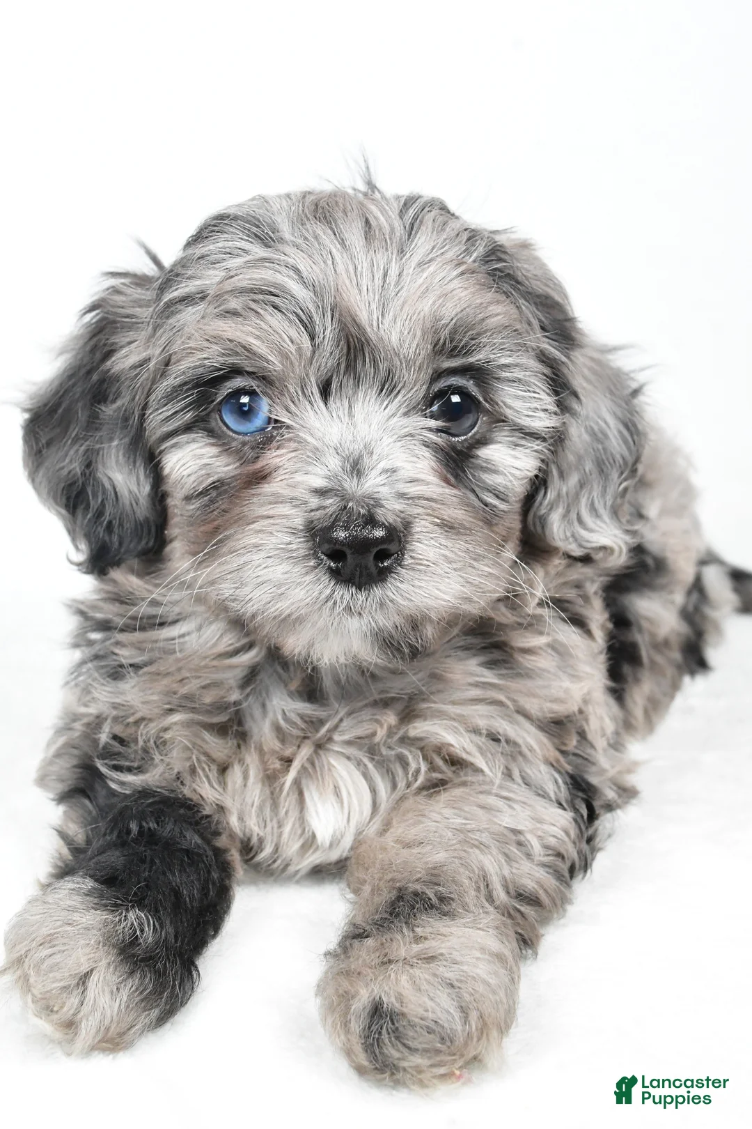 Yorkiepoo dogs for sale: River - Ad 3