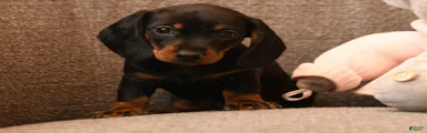 Mimi