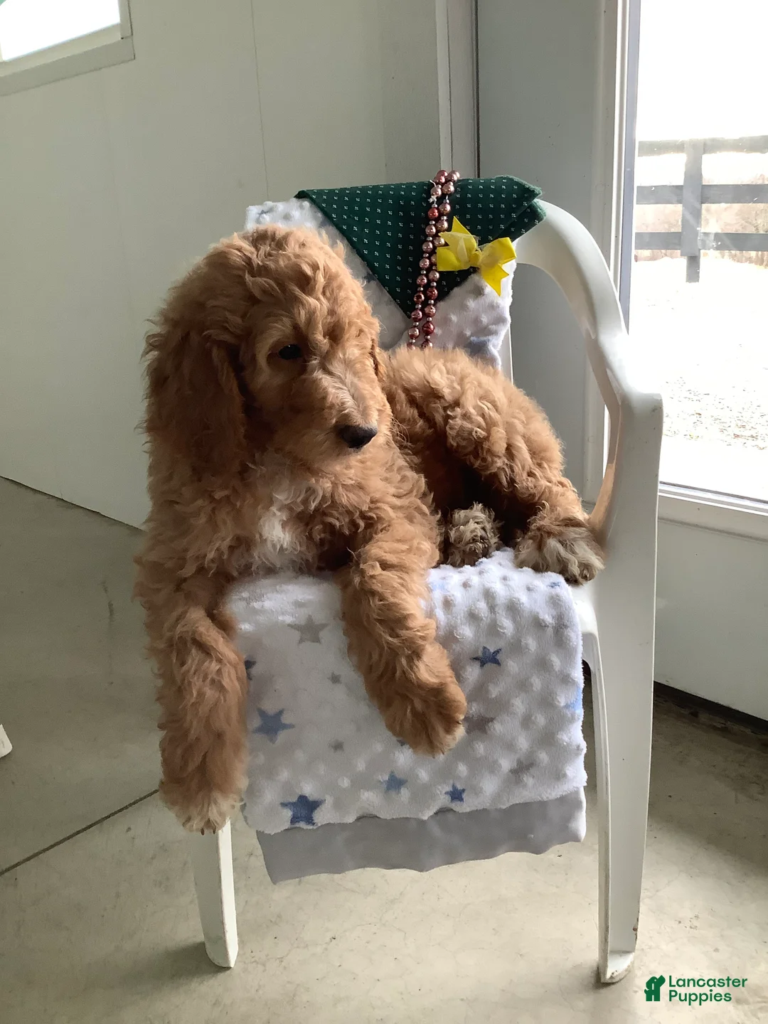 Goldendoodle dogs for sale: Freddie Goldendoodle Puppy 2 - Ad 3