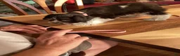 Miniature Schnauzer dogs for sale: Miniature Schnauzer 5 - Ad 4