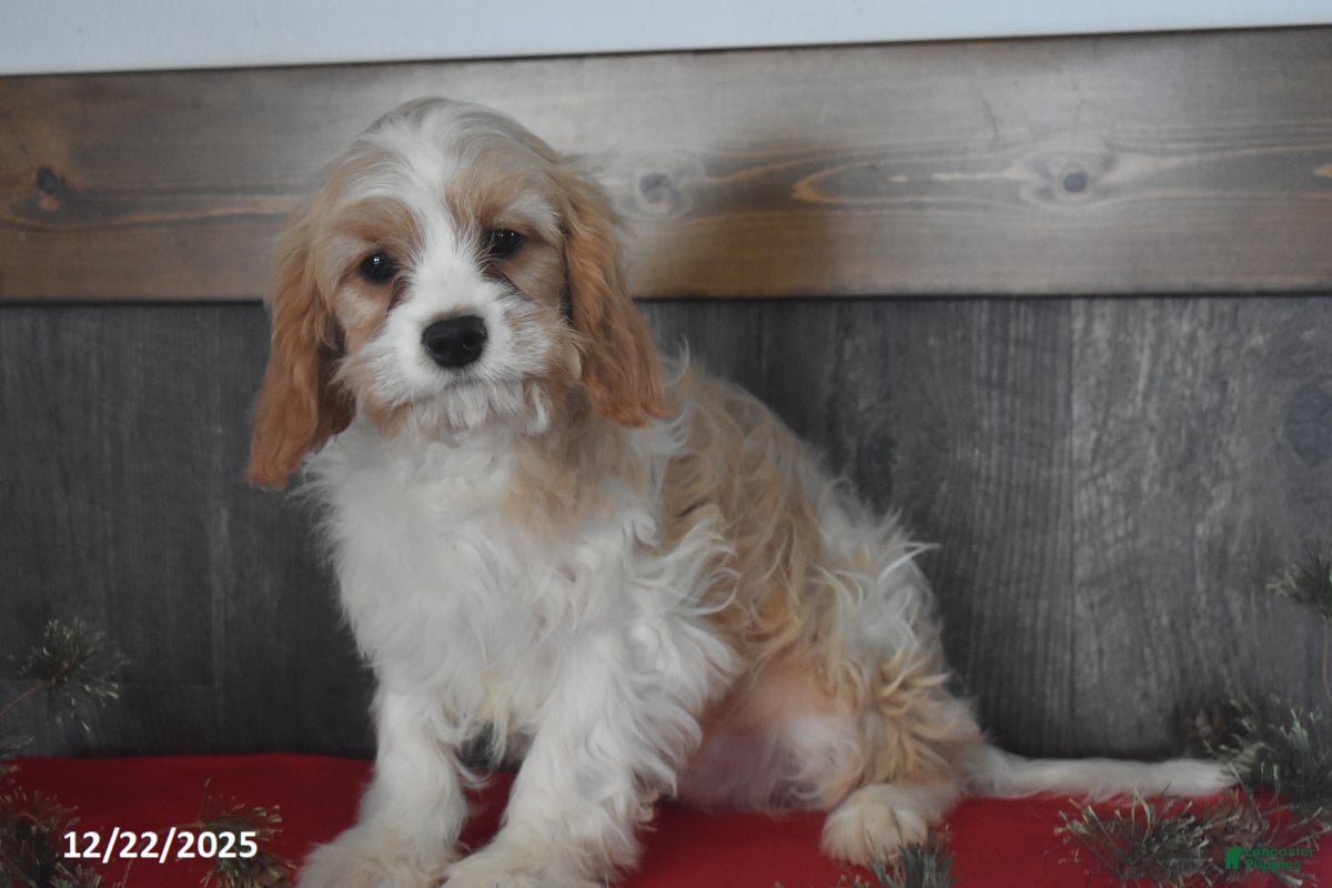 Cavapoo dogs Henry - Ad 3