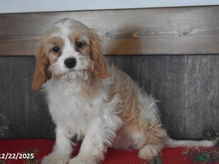 Cavapoo dogs Henry - Ad 3