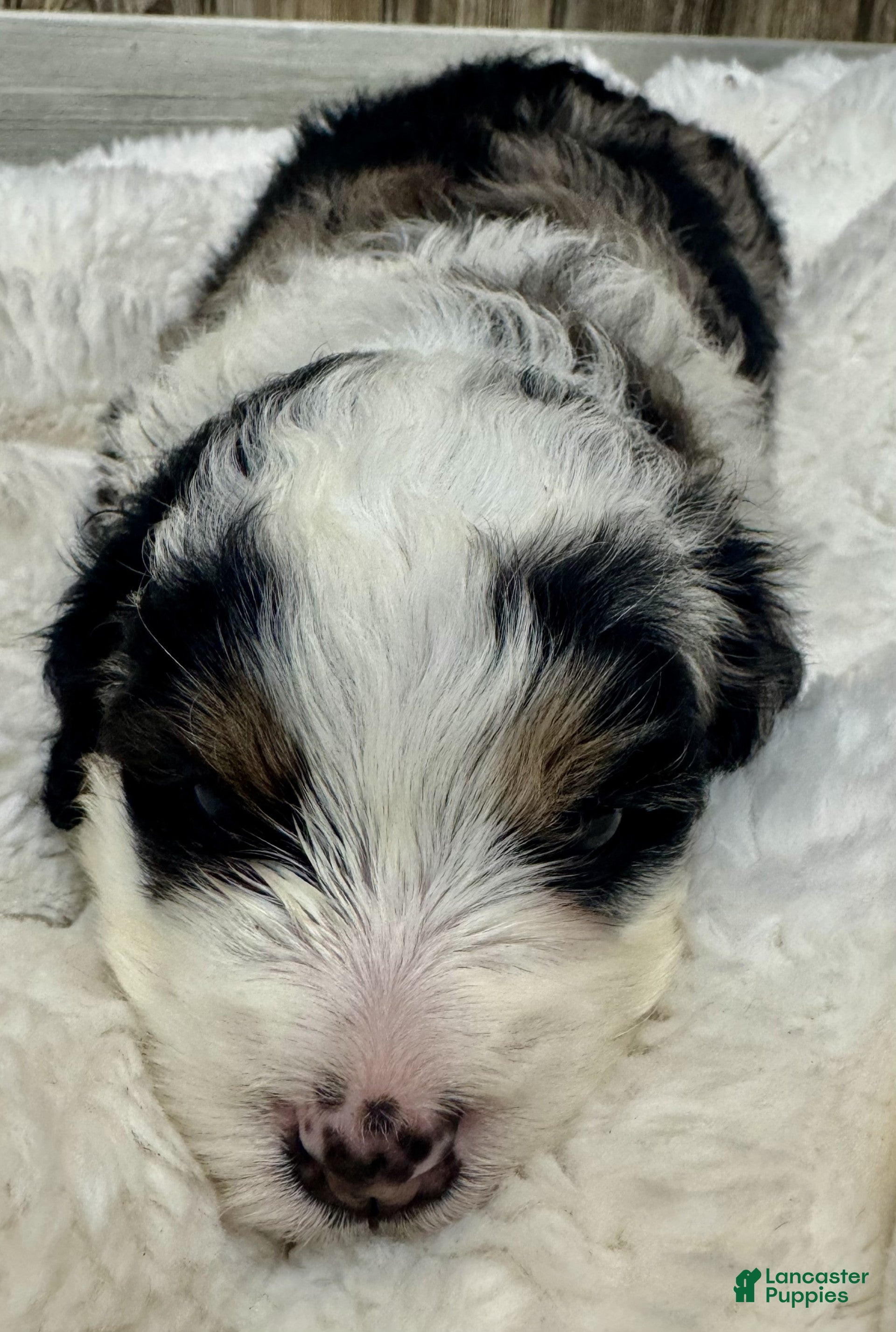 Mini Bernedoodle dogs Twinkle - Ad 2