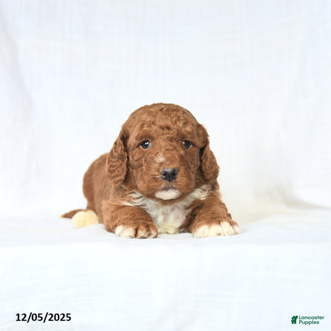 Mini Goldendoodle dogs for sale: Loyal - Ad 3