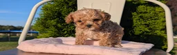 Cavapoo dogs for sale: Shiloh - Ad 2
