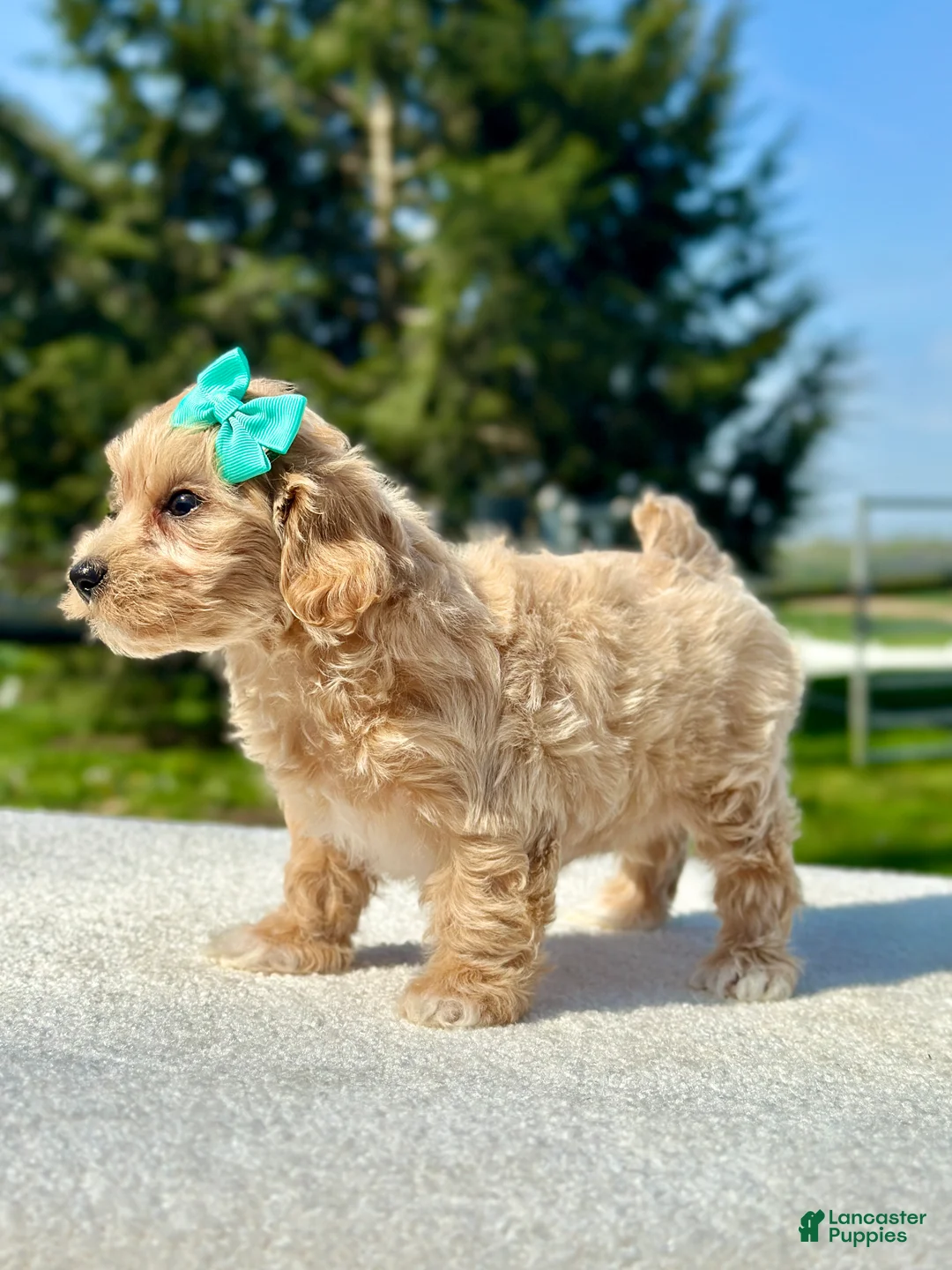 Maltipoo dogs for sale: Girl Maltipoo 4 - Ad 2