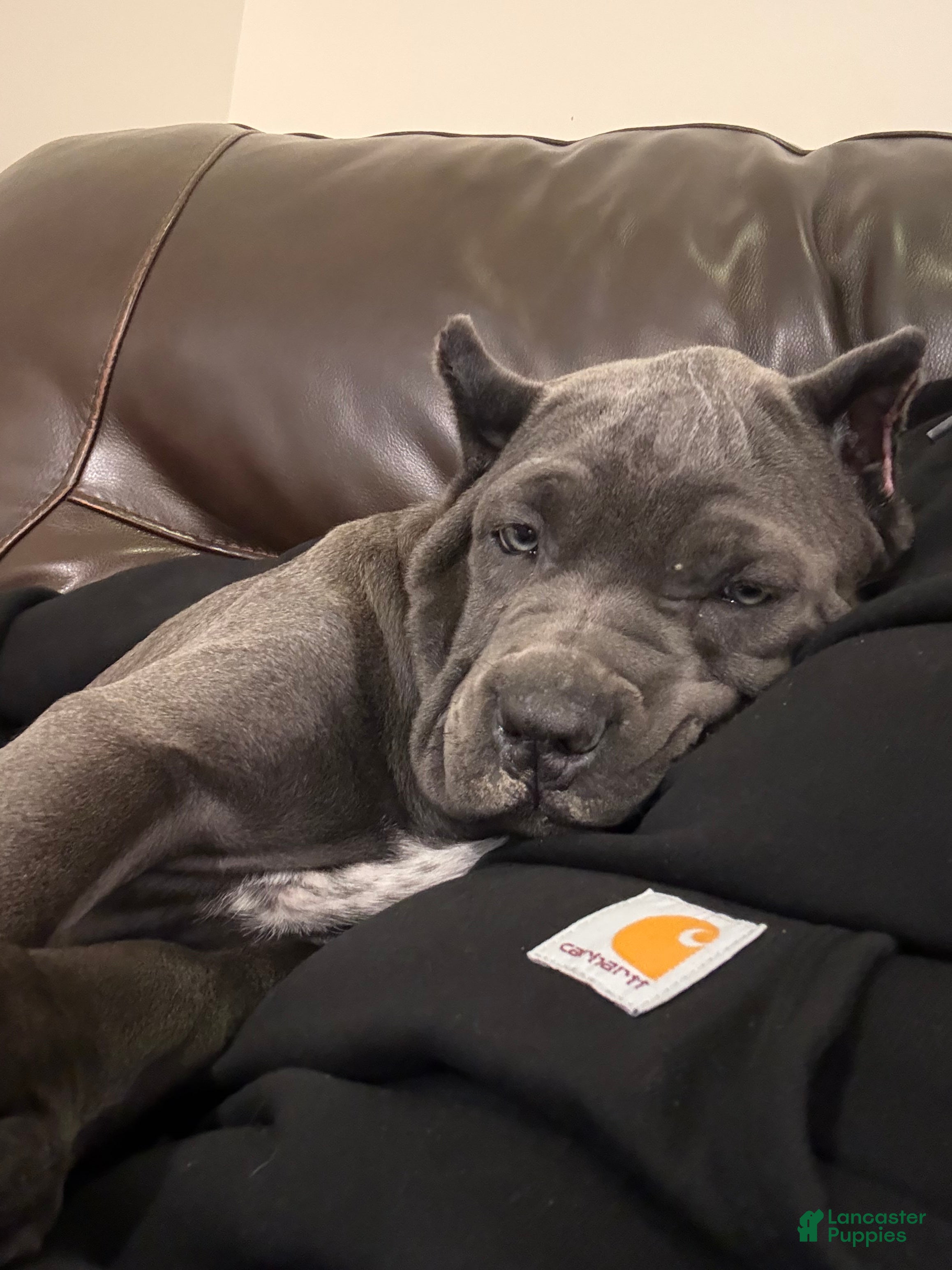 Cane Corso dogs Karma - Ad 2