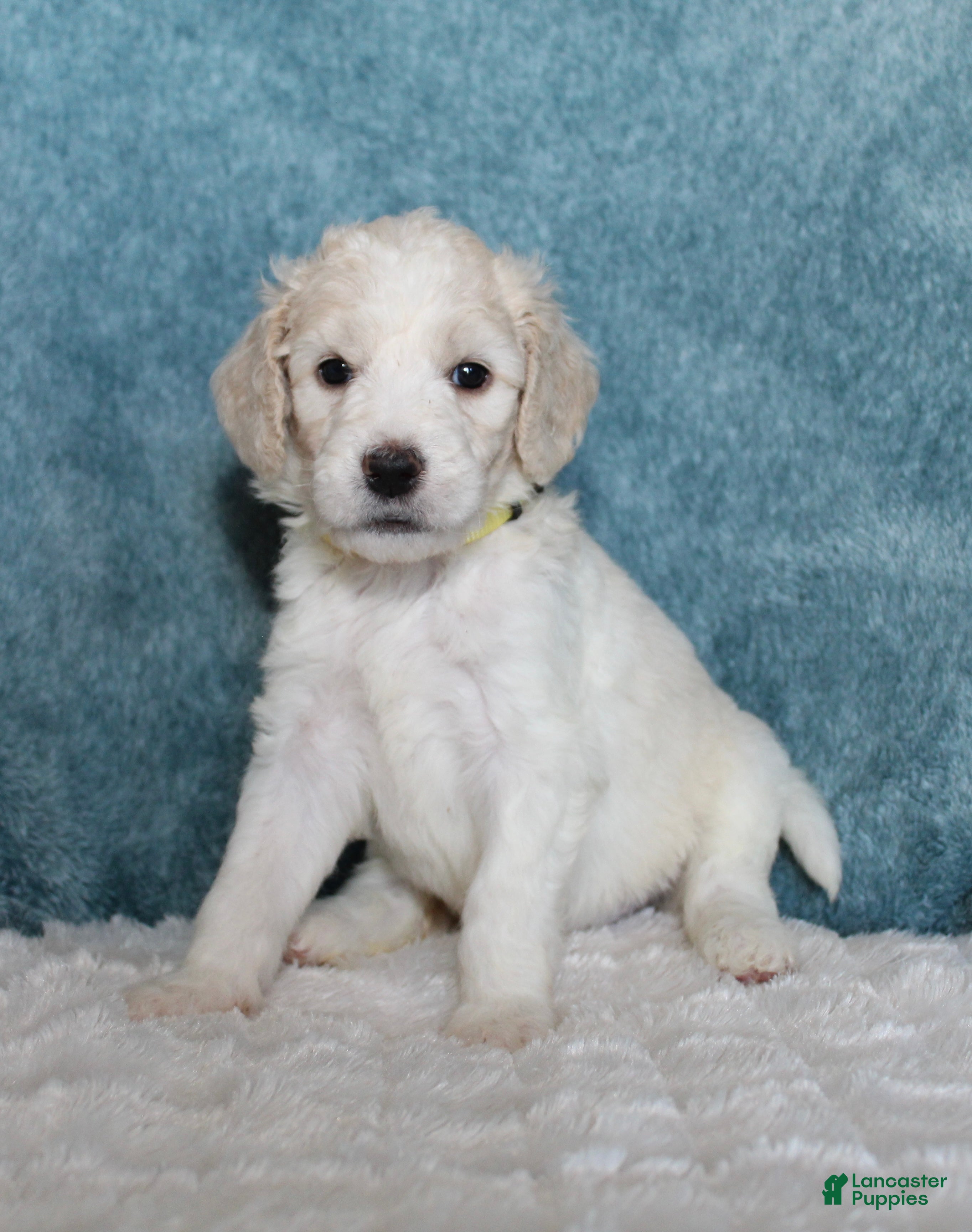 Goldendoodle dogs Pixie  - Ad 38