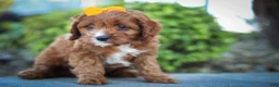 Cavapoo dogs for sale: MAXY - Ad 3
