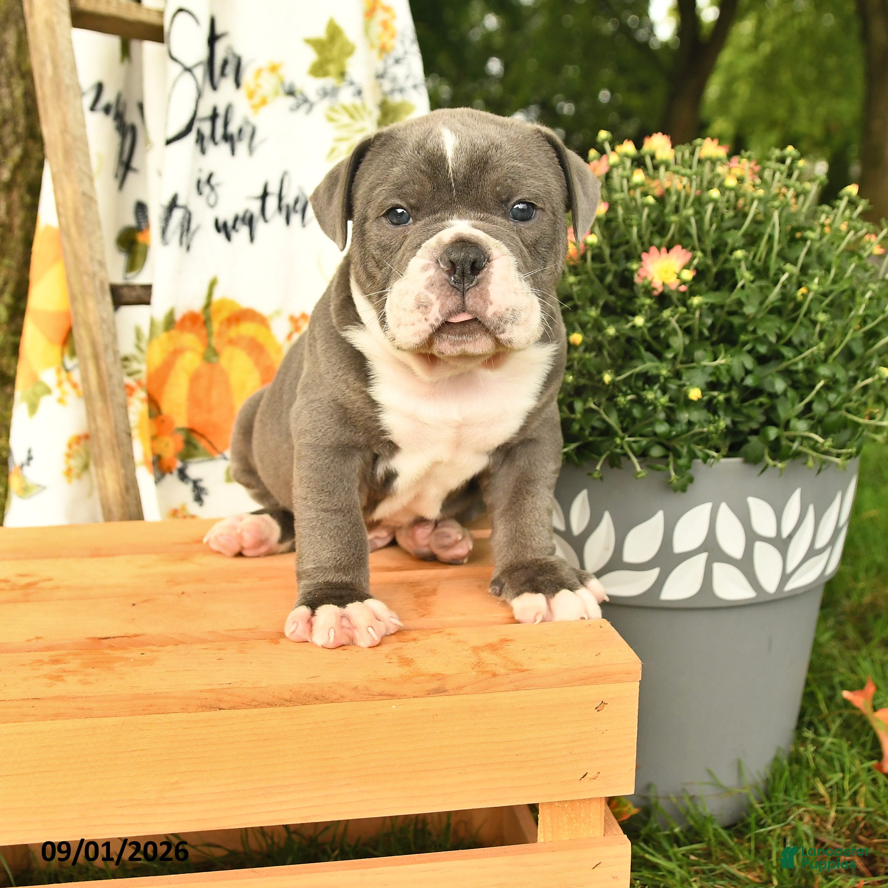Olde English Bulldogge dogs Gibson - Ad 1