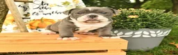 Olde English Bulldogge dogs for sale: Gibson - Ad 1