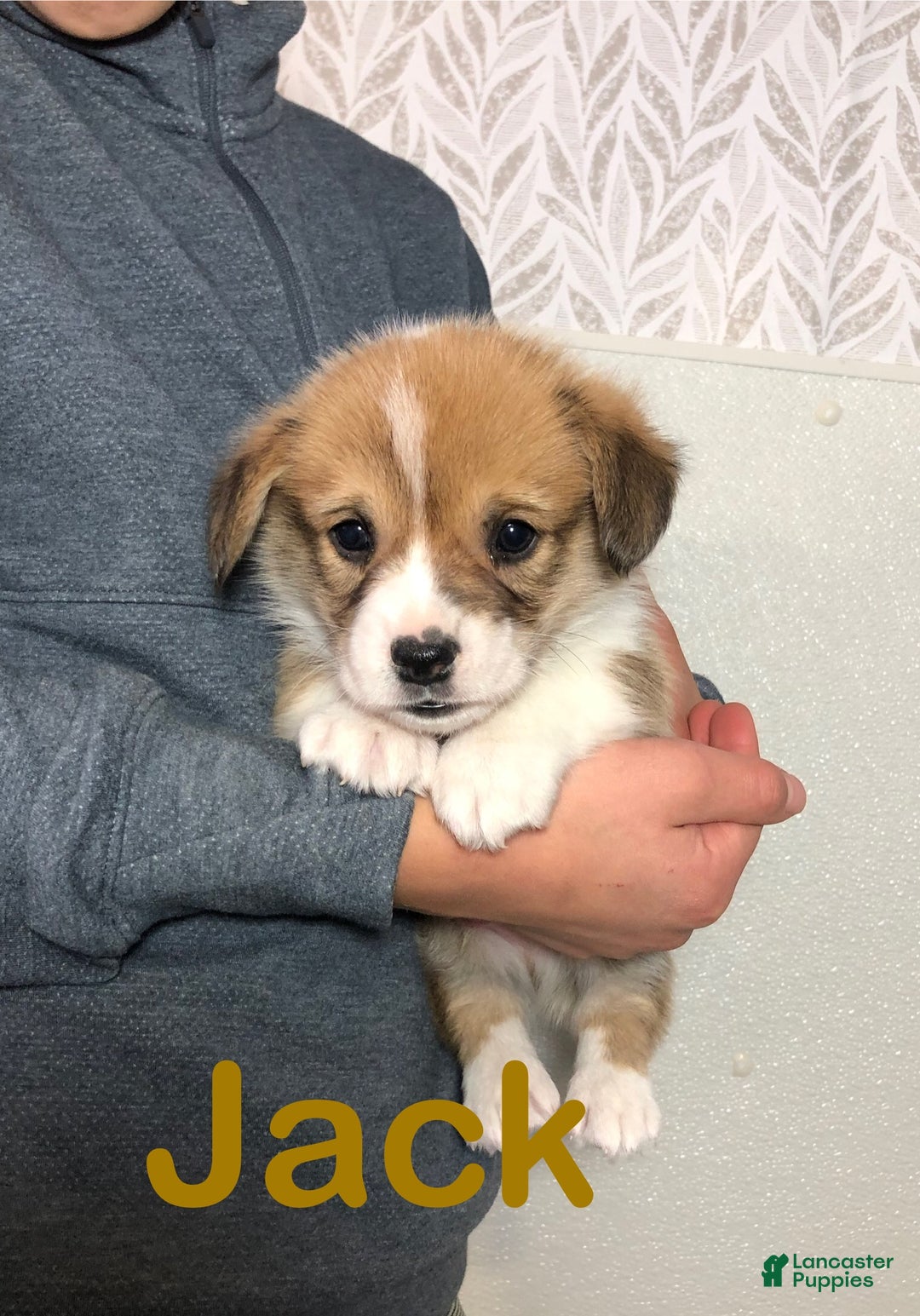 Welsh Corgi Pembroke dogs for sale: Jack - Ad 6
