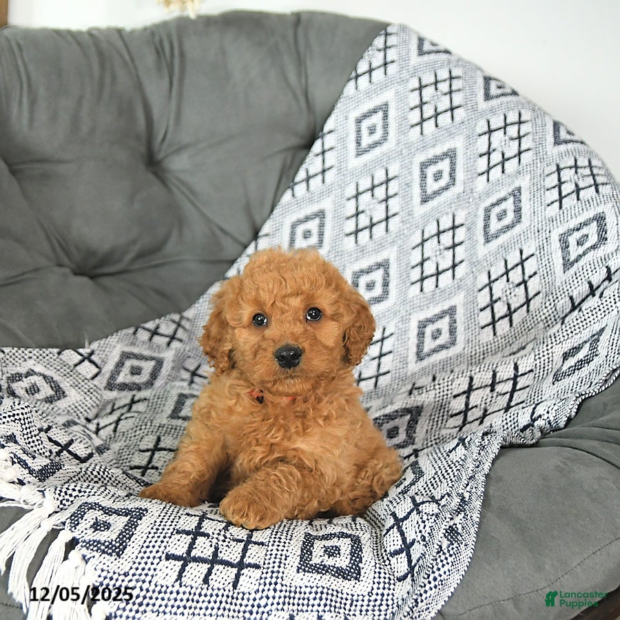 Mini Goldendoodle dogs Santa   - Ad 41