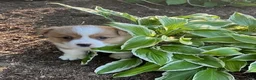 Welsh Corgi Pembroke dogs for sale: Ollie - Ad 2
