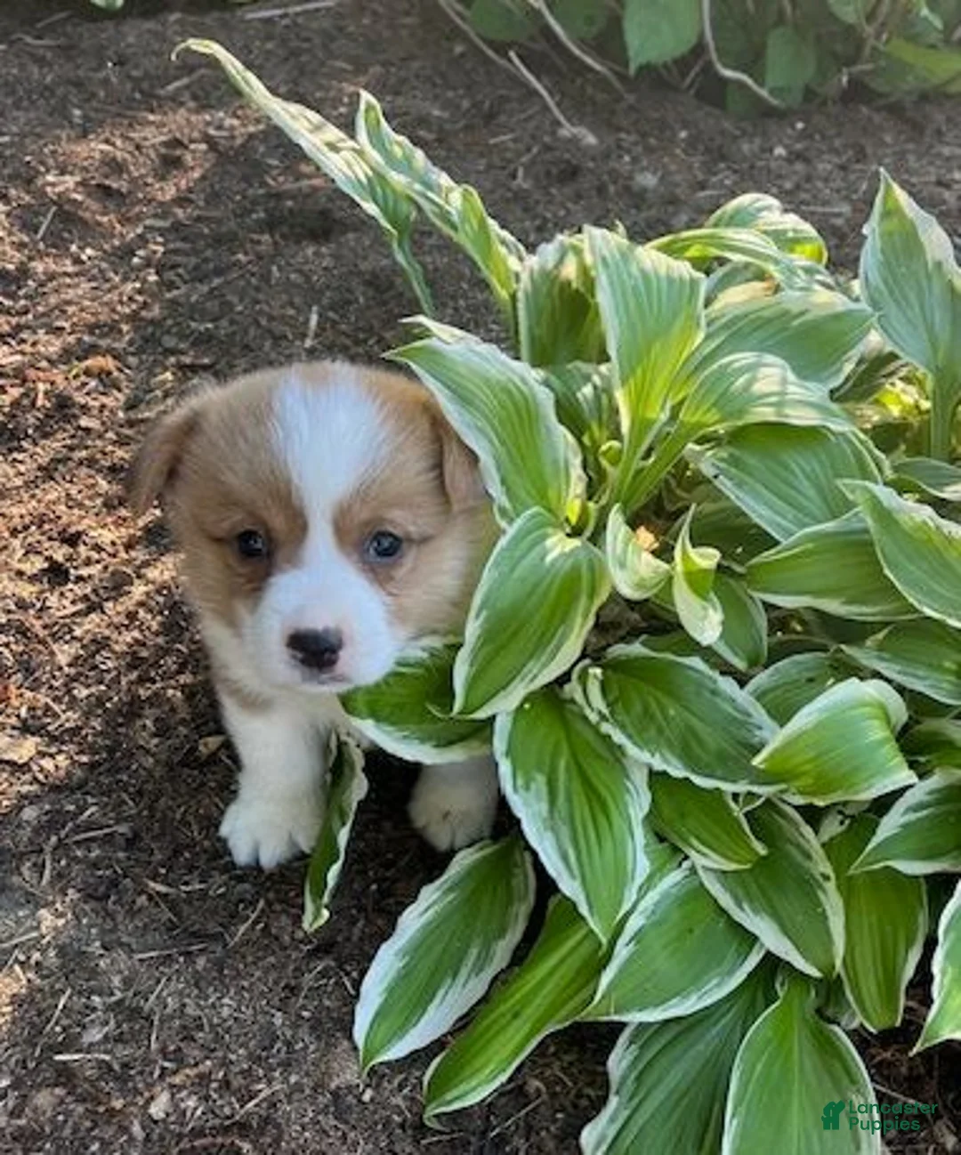 Welsh Corgi Pembroke dogs for sale: Ollie - Ad 2