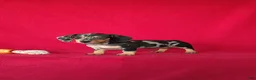 Miniature Dachshund dogs for sale: Tammie - Ad 5