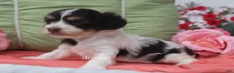 Cavapoo dogs for sale: Harmony - Ad 4
