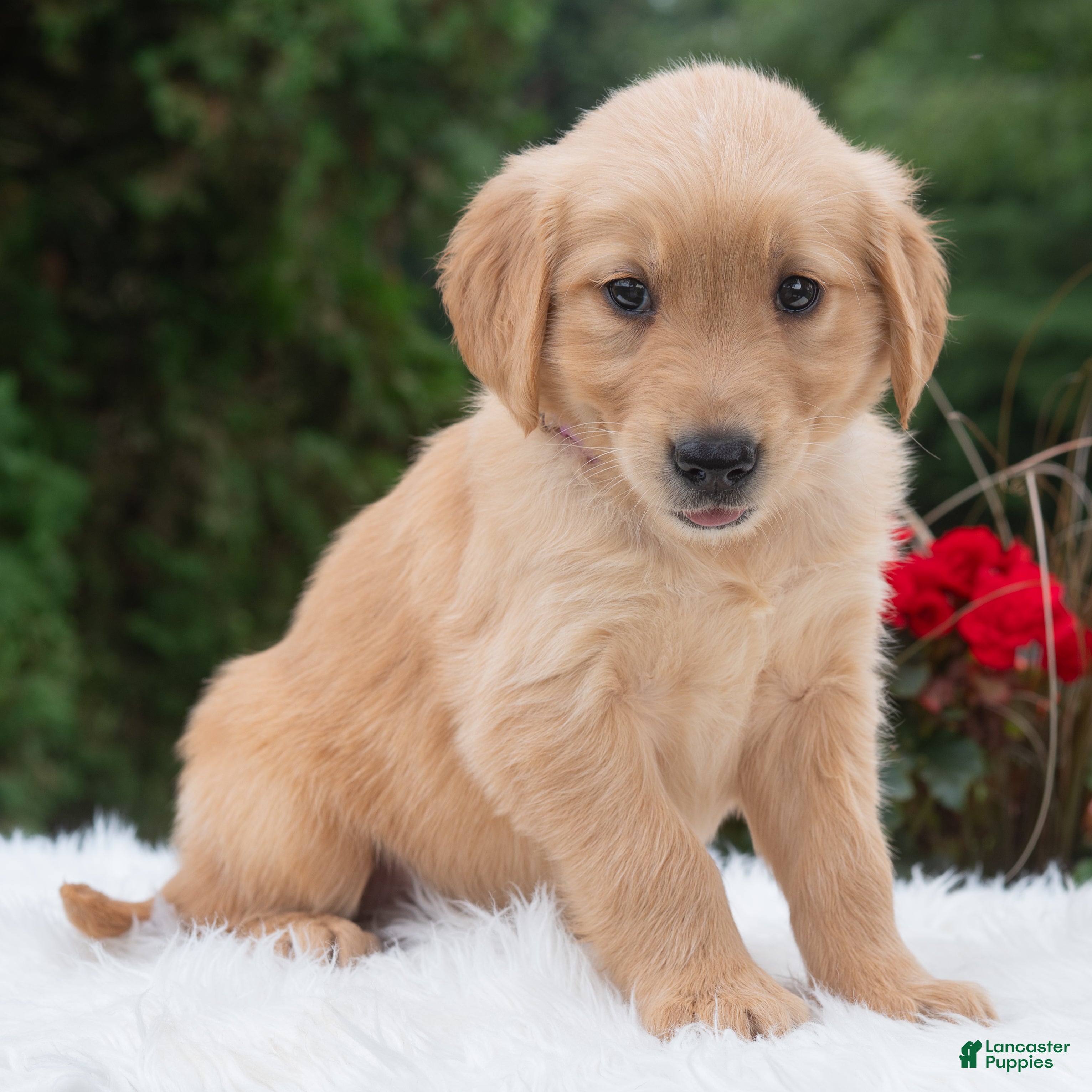 Golden Retriever dogs Haven  - Ad 1