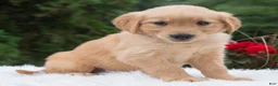 Golden Retriever dogs for sale: Haven  - Ad 1