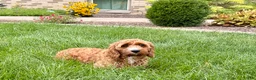 Cockapoo dogs for sale: Kip  - Ad 7