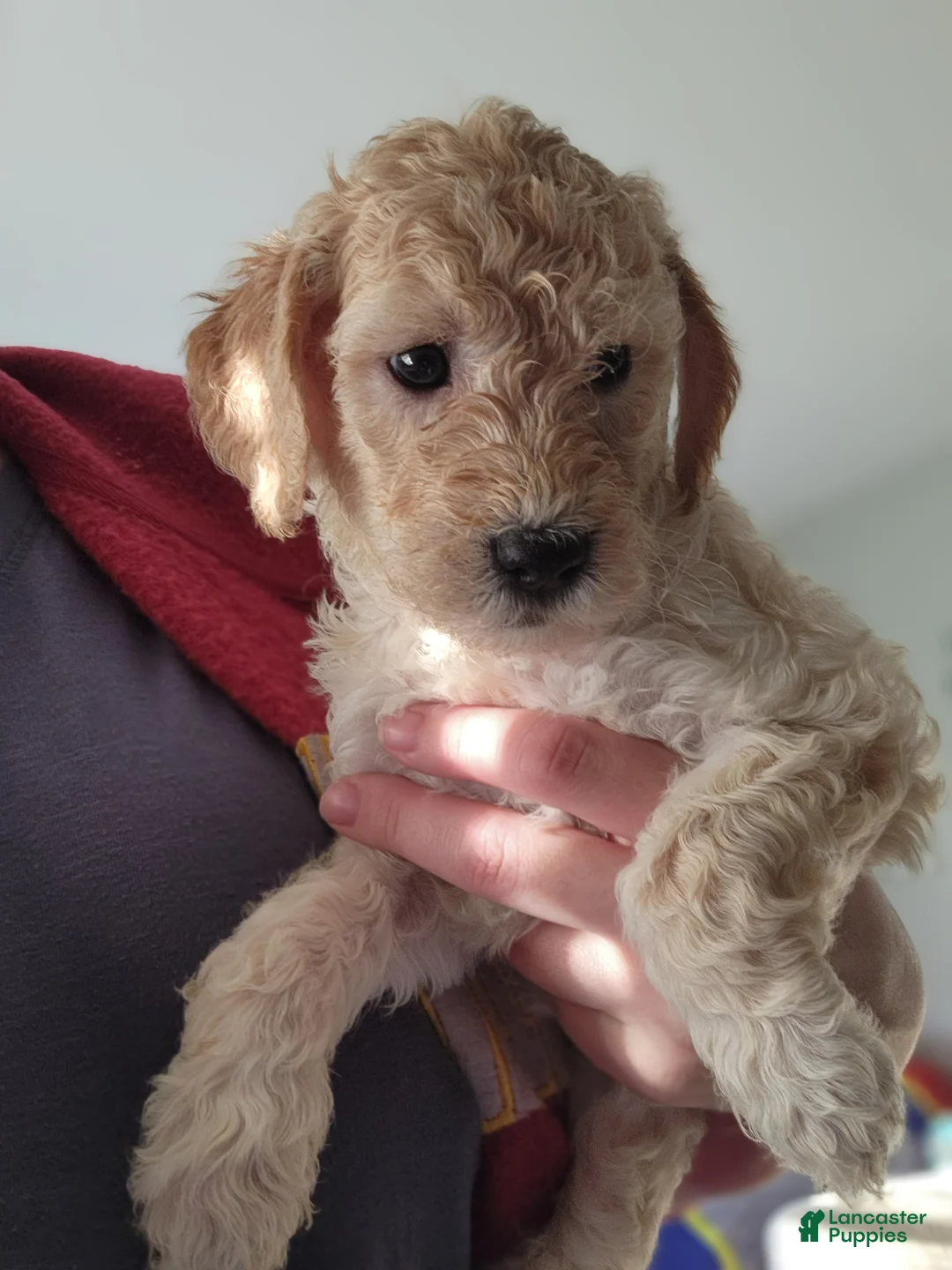Goldendoodle dogs for sale: Goldendoodle Puppy yellow girl - Ad 2