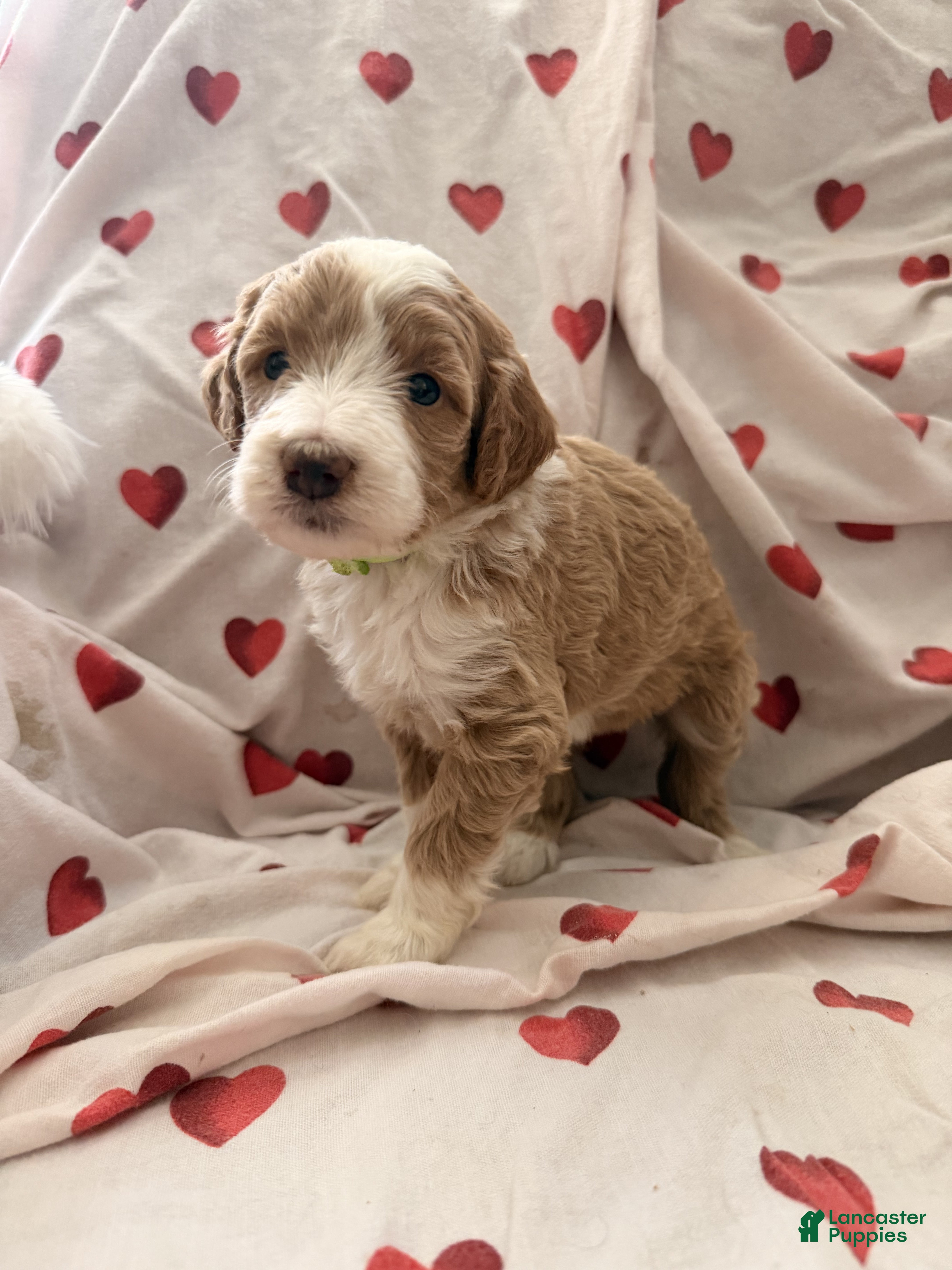 Bernedoodle dogs Amber - Ad 1