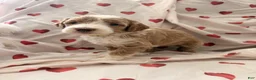 Mini Bernedoodle dogs for sale: Adele - Ad 30