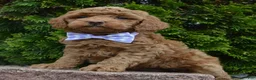 Mini Goldendoodle dogs for sale: Mini Georgia - Ad 17