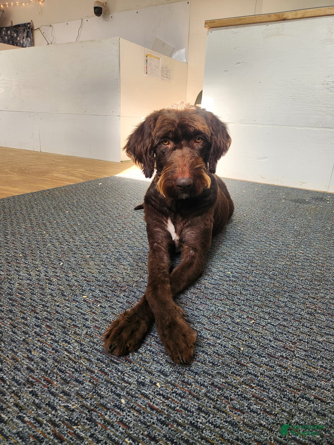 Labradoodle dogs for sale: Alexander - F1B - Ad 5