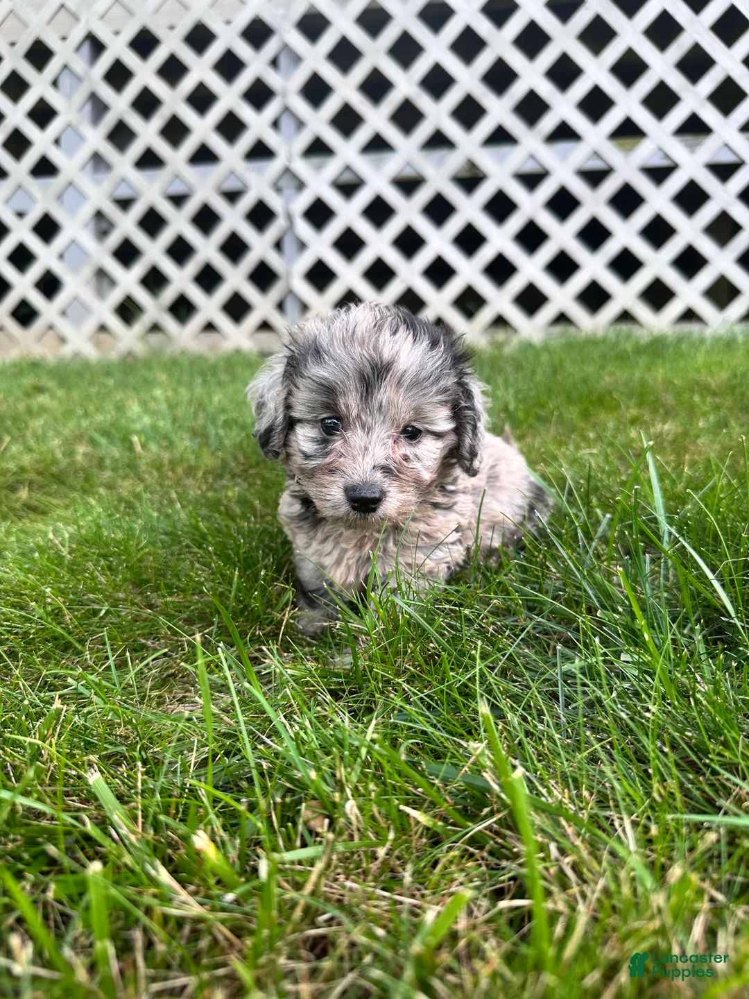 Doxiepoo dogs for sale: Bella - Ad 13
