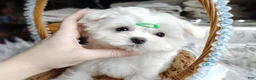 Maltese dogs for sale: Korean Babydoll Snowball  - Ad 4
