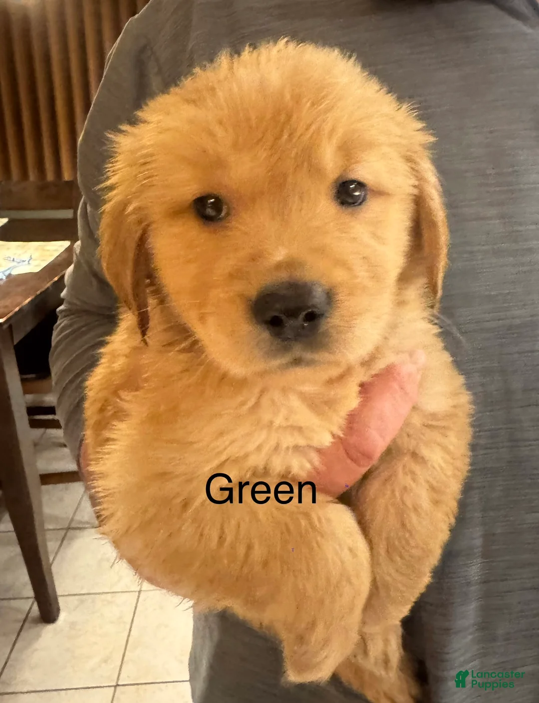 Golden Retriever dogs for sale: Green - Ad 1