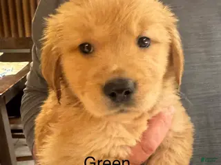Golden Retriever dogs Green - Ad 30