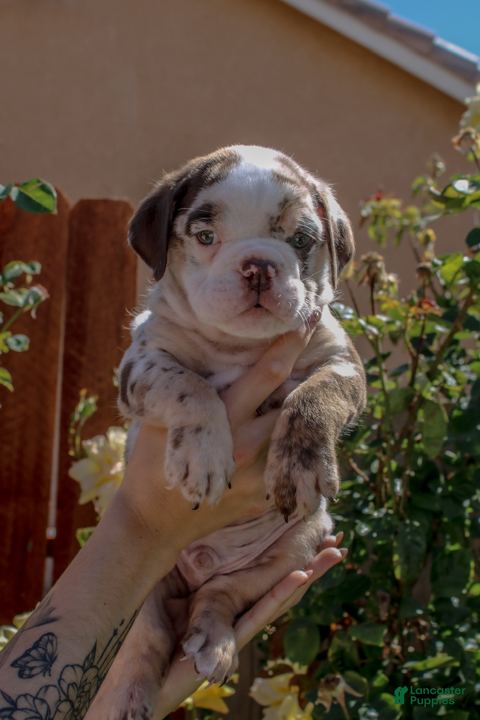 English Bulldog dogs English Bulldog 1 - Ad 1