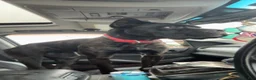Cane Corso dogs for sale: Cane Corso 1 - Ad 1