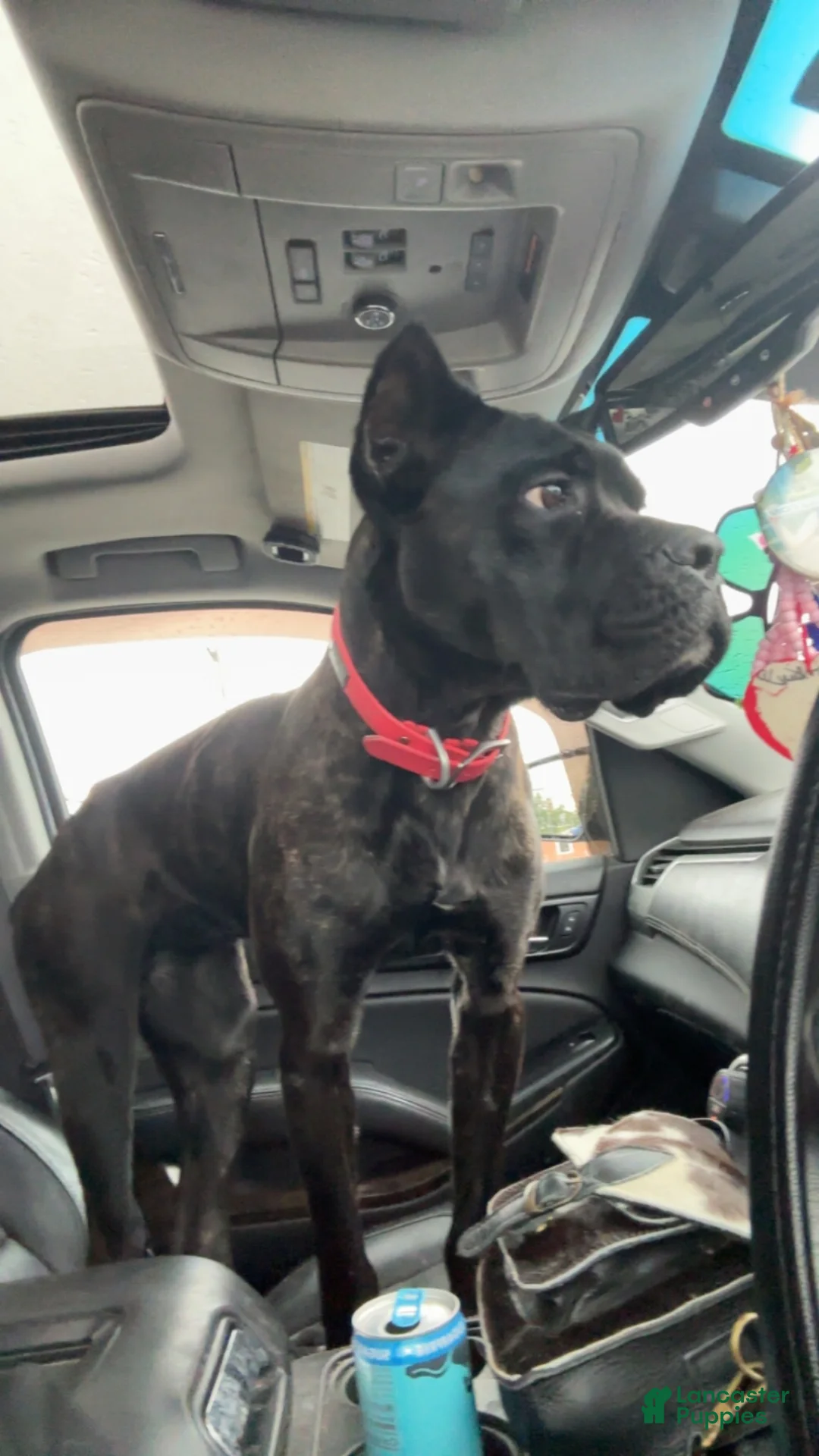 Cane Corso dogs for sale: Cane Corso 1 - Ad 1